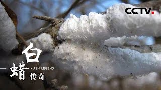 《白蜡传奇》再现白蜡虫的一生 | CCTV纪录