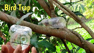 Water Bottle Bird Trap  ✔ Creative Bird Trap