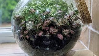 10 Best Indoor Plant Varieties For Terrariums #youtubeshorts#shortsfeed #shortsviral