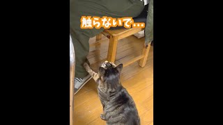 【ねこ】トイレ失敗。#shorts