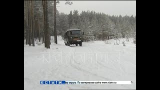 Елки в нижегородских лесах взяли под новогоднюю охрану