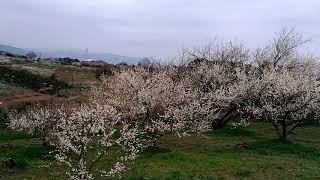 20180307_佐賀県小城市 牛尾梅林