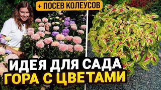 САМАЯ КРАСИВАЯ ИДЕЯ ДЛЯ САДА - БОЛЬШАЯ ЦВЕТУЩАЯ ГОРА | Посев колеусов на рассаду