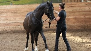 Einführung Boden- und Handarbeit Akademische Reitkunst