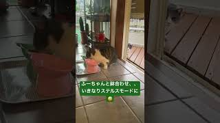 #毎日我が家に来る野良猫 #ケガをした野良猫さん保護