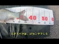 霞ヶ浦減水、それでも釣れた？【へら野釣り、霞ヶ浦】