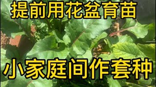 小家庭秋天种菜要提前准备，必做的两件事！让您秋天很快吃上菜，冬天也能收获吃不完的绿菜叶。Preparing to grow vegetables.#种菜