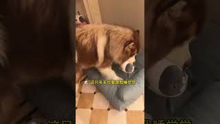 🐶： 我15岁也要跟麻麻睡觉觉！🤬 #阿拉斯加 #不养狗不知道养狗的乐趣 #大型犬的温柔 #话唠宝宝 #狗狗的心思都写在脸上了