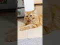 【犬でなく猫のパンティング】舌を出してハーハーと呼吸するスコティッシュフォールド shorts youtubeshorts パンティング