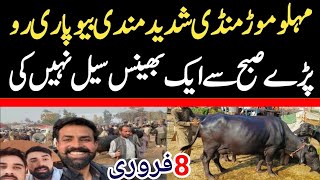 Today Malumor Mandi Jhang | Buffalo Fresh Rates Update | Buffalo Mandi 2025