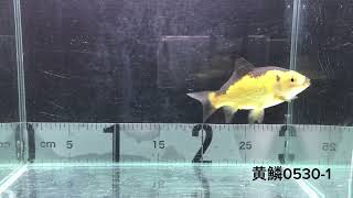 【ヤフオクにて販売中】黄鱗 キラキラ 黄金 新潟県せきね養魚場産 0530-1 #黄鱗 #金魚 #アクアリウム #らんちゅう #琉金 #東錦 #玉サバ #販売中 #goldfish #kingyo