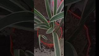 Spider plant 🌴 #plants #youtubeshorts #garden #ytshorts #gardening #spiderplant