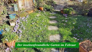 Der insektenfreundliche Garten im Februar - Bienen in Slow-Motion