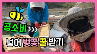 벚꽃꿀 받기 위해 공소비를 넣어요 / 봄 벌 산란 및 육아