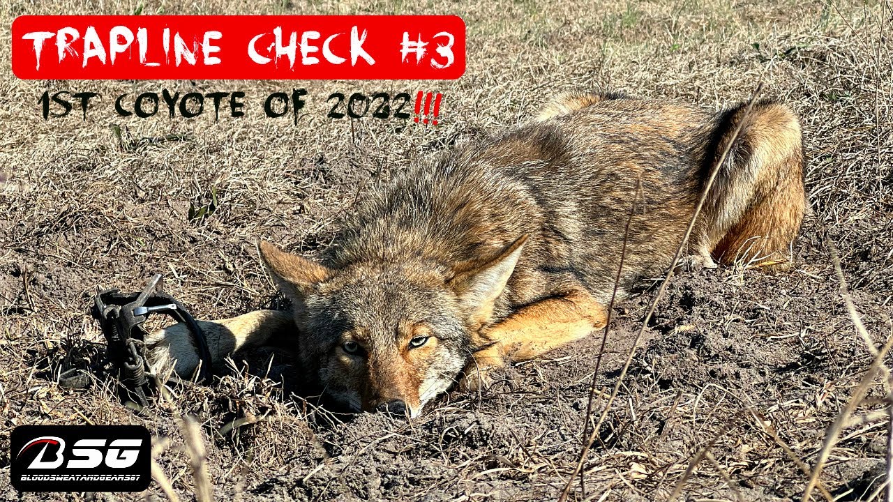 Trapline Check 3 1st Coyote Of The Season 2022 Trapping Vlog