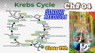 Krebs cycle Chapter 04