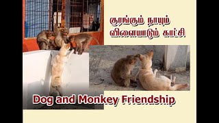 குரங்கும் நாயும் விளையாடும் காட்சி  | Cute moments of monkey and Dog | Dog And Monkey Friendship