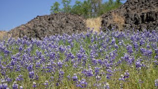 North Table Mountain - Waterfalls, wildflowers and hiking with my dog