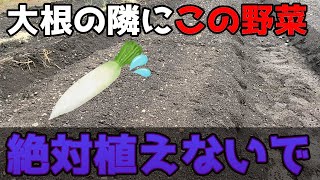 【大根】あの野菜と相性が悪い!?隣に植えない方がいい野菜紹介します。【家庭菜園】