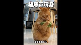 能让猫咪这么上头的，还得是这种100%填充的猫薄荷玩具呀#猫薄荷 #萌宠好物 #逗猫神器 #猫玩具