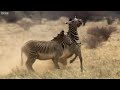 epic zebra fight for mate africa bbc earth