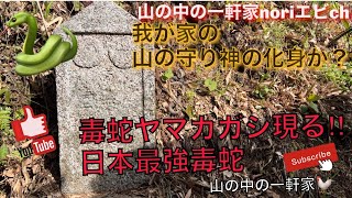 [山の中の一軒家]我が家の山の守り神　毒蛇ヤマカガシ現る　日本最強毒蛇ヤマカガシ　Japan's strongest poisonous snake Yamakagashi