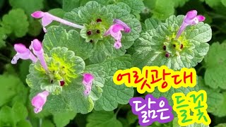 광대나물 Henbit Deadnettle