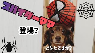 【保護犬チワックス】パパが帰ってきた時、ママがスパイダーマンだったらビックリするか大作戦【ドッキリ企画】チワワ×ミニチュアダックスのミックス犬