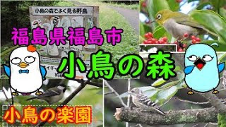 福島市　小鳥の森　野鳥と沼地の蚊。