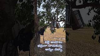 పల్లె అందాలు భద్రంగా దాచుకున్న భోజన డబ్బాలు | ఆహ్లాదకరమైన గ్రామీణ ప్రాంతం