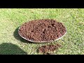 how to fertilize lawn grass keep your lawn grass green and healthy घास को खाद कैसे दें