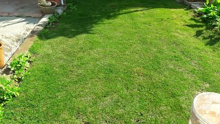 How to Fertilize Lawn Grass - Keep Your Lawn Grass Green and Healthy ||घास को खाद कैसे दें