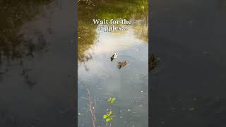 Ducks Feeding Creates The Most Satisfying Ripples 🦆