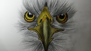 Drawing a bald eagle and coloring it رسم نسر وتلوينه#artist #drawing #eagle