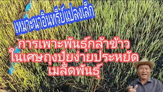 การเพาะพันธุ์กล้าข้าวในเศษถุงปุ๋ย