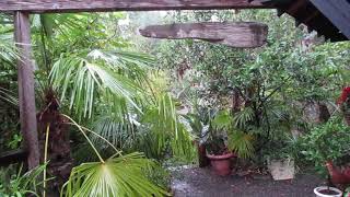 Torrential Rain in our  Exotic Garden on Salt Spring Island