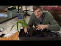 amaryllis how to divide with easy planting demo u0026 care tips hippeastrum