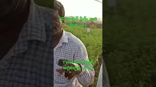 రవి హైబ్రిడ్ సీడ్స్ వారి శ్వేత 0 4 1, RAVI HYBRID SEEDS PVT LTD,SWETHA 041.YVR అగ్రికల్చర్ యూట్యూబ్