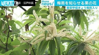 梅雨を知らせる花って？　関東甲信で梅雨入り(18/06/06)