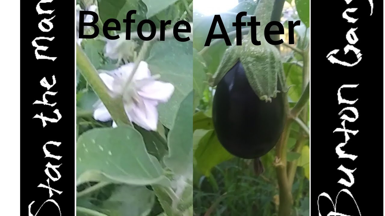 Eggplants Youtube