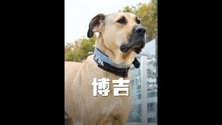 #狗狗 #动物的迷惑行为 #感动瞬间 #神奇动物在抖音 #养狗的乐趣