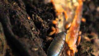 Pycnoscelus femapterus nymphs eating cooked chicken skin