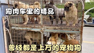 偶遇精品狗肉車，裡面個個都是精品成年犬，曾經都是上萬一條的！