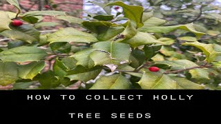 How to Collect American Holly tree Seeds (Germination tips)