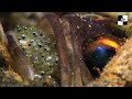 a fish that keeps its eggs in its mouth jawfish clear explanation