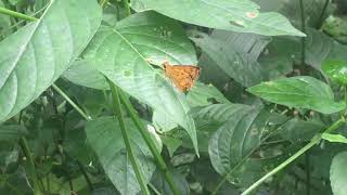 エディプスアフリカキボシセセリPardaleodes edipus (Common Pathfinder) 2024/09/20 Bobiri Ghana