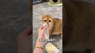 不是 怎么还真吃啊哈哈哈哈哈#笨蛋小猫 #铲屎官的乐趣 #猫咪的迷惑行为 #小馋猫