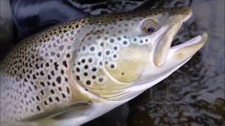 Island 2018 seatrout, fly fishing - muškaření na Islandu, mořský pstruh