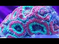 jebao rw 15 product overview on my 180g mix reef tank saltwater aquarium