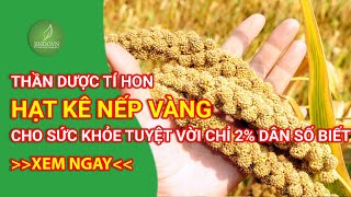 Hạt kê nếp vàng thần dược tí hon cho sức khỏe tuyệt vời